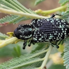 Chrysolopus spectabilis at Weetangera, ACT - 9 Feb 2023