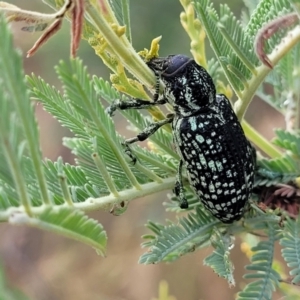 Chrysolopus spectabilis at Weetangera, ACT - 9 Feb 2023