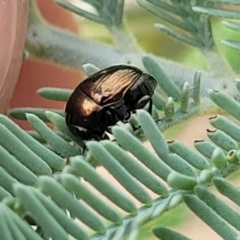 Ditropidus sp. (genus) (Leaf beetle) at Weetangera, ACT - 9 Feb 2023 by trevorpreston