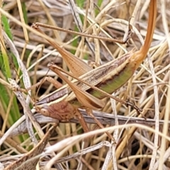 Conocephalus semivittatus (Meadow katydid) at The Pinnacle - 9 Feb 2023 by trevorpreston