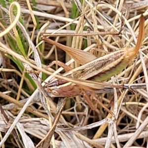 Conocephalus semivittatus at Weetangera, ACT - 9 Feb 2023