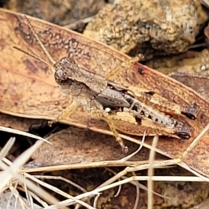 Phaulacridium vittatum at Weetangera, ACT - 9 Feb 2023