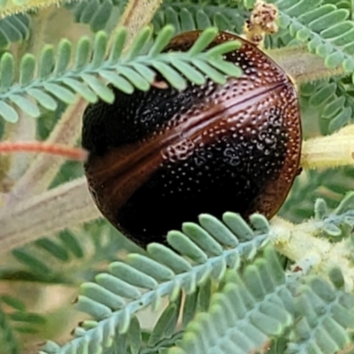 Dicranosterna immaculata (Acacia leaf beetle) at Weetangera, ACT - 9 Feb 2023 by trevorpreston