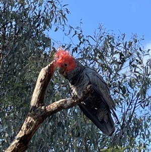 Callocephalon fimbriatum at Jerrabomberra, NSW - 9 Feb 2023