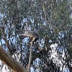 Callocephalon fimbriatum at Jerrabomberra, NSW - suppressed