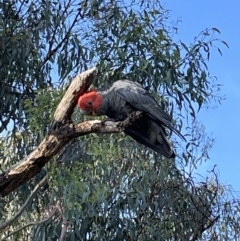 Callocephalon fimbriatum at Jerrabomberra, NSW - 9 Feb 2023