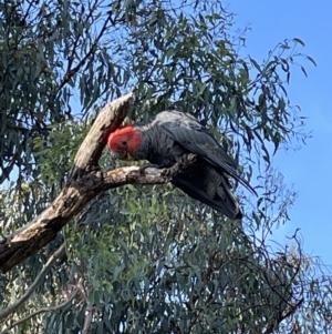 Callocephalon fimbriatum at Jerrabomberra, NSW - 9 Feb 2023