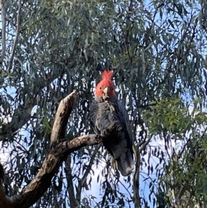 Callocephalon fimbriatum at Jerrabomberra, NSW - 9 Feb 2023