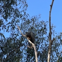 Callocephalon fimbriatum at Jerrabomberra, NSW - 9 Feb 2023