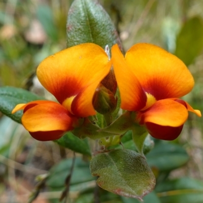 Podolobium alpestre (Shaggy Alpine Pea) at Mount Clear, ACT - 3 Feb 2023 by RobG1