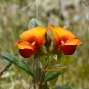 Podolobium alpestre at Mount Clear, ACT - suppressed