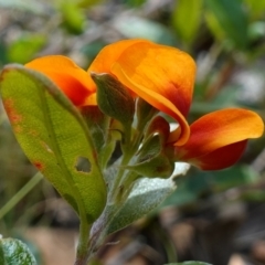 Podolobium alpestre at Mount Clear, ACT - suppressed