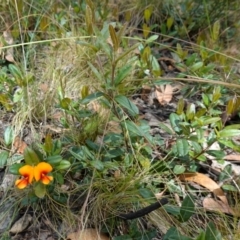 Podolobium alpestre at suppressed - 3 Feb 2023