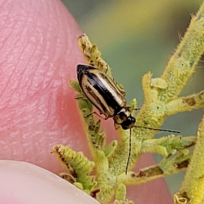 Monolepta froggatti (Leaf beetle) at Weetangera, ACT - 9 Feb 2023 by trevorpreston