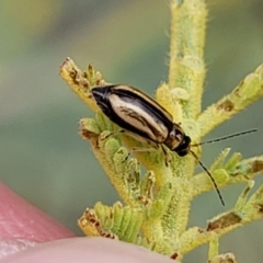 Monolepta froggatti at Weetangera, ACT - 9 Feb 2023 03:44 PM