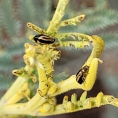 Monolepta froggatti at Weetangera, ACT - 9 Feb 2023 03:44 PM