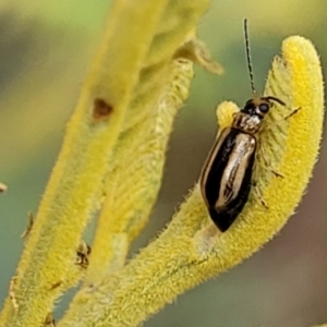 Monolepta froggatti at Weetangera, ACT - 9 Feb 2023
