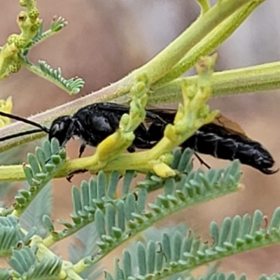 Rhagigaster ephippiger (Smooth flower wasp) at The Pinnacle - 9 Feb 2023 by trevorpreston