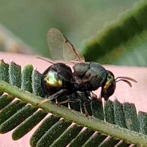 Perilampus sp. (genus) at Weetangera, ACT - 9 Feb 2023