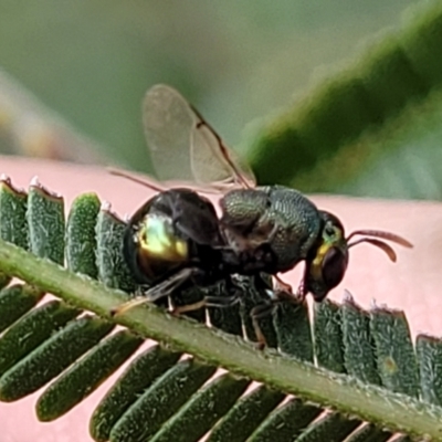 Perilampus sp. (genus) (A Perilampid wasp) at The Pinnacle - 9 Feb 2023 by trevorpreston