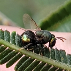 Perilampus sp. (genus) (A Perilampid wasp) at Weetangera, ACT - 9 Feb 2023 by trevorpreston