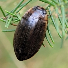 Rhantus suturalis (A predaceous diving beetle) at The Pinnacle - 9 Feb 2023 by trevorpreston