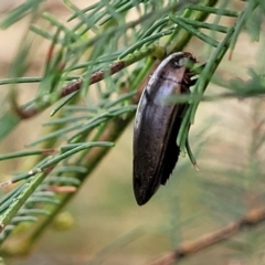 Rhantus suturalis at Weetangera, ACT - 9 Feb 2023 03:35 PM