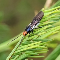 Trilaccus mimeticus (Braconid-mimic plant bug) at Weetangera, ACT - 9 Feb 2023 by trevorpreston