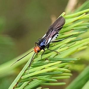 Trilaccus mimeticus at The Pinnacle - 9 Feb 2023