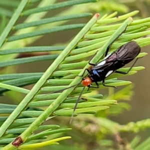 Trilaccus mimeticus at The Pinnacle - 9 Feb 2023 03:34 PM