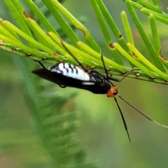 Trilaccus mimeticus at The Pinnacle - 9 Feb 2023 03:34 PM