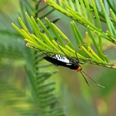 Trilaccus mimeticus at The Pinnacle - 9 Feb 2023