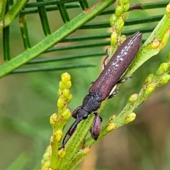 Rhinotia sp. in brunnea-group (A belid weevil) at Weetangera, ACT - 9 Feb 2023 by trevorpreston