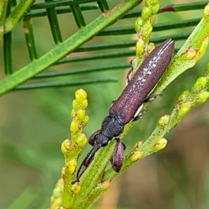 Rhinotia sp. in brunnea-group at Weetangera, ACT - 9 Feb 2023 03:34 PM