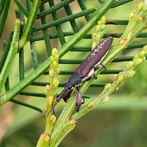 Rhinotia sp. in brunnea-group at Weetangera, ACT - 9 Feb 2023 03:34 PM