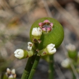 Choretrum pauciflorum at Mount Clear, ACT - 3 Feb 2023