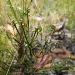 Choretrum pauciflorum at Mount Clear, ACT - 3 Feb 2023