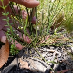 Choretrum pauciflorum at Mount Clear, ACT - 3 Feb 2023