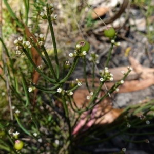 Choretrum pauciflorum at Mount Clear, ACT - 3 Feb 2023