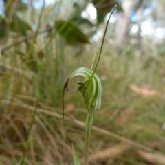 Diplodium decurvum (Summer greenhood) at Mount Clear, ACT - 3 Feb 2023 by RobG1