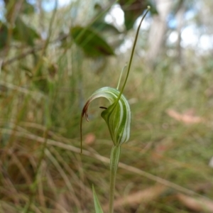 Diplodium decurvum (Summer greenhood) at Mount Clear, ACT by RobG1
