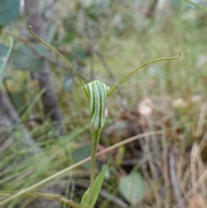 Diplodium decurvum at Mount Clear, ACT - 3 Feb 2023