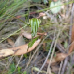 Diplodium decurvum at Mount Clear, ACT - 3 Feb 2023