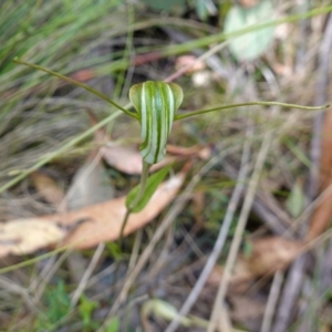 Diplodium decurvum at Mount Clear, ACT - 3 Feb 2023