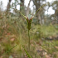 Diplodium decurvum at Mount Clear, ACT - 3 Feb 2023