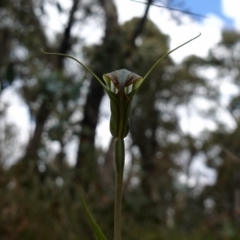 Diplodium decurvum at Mount Clear, ACT - 3 Feb 2023