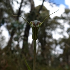 Diplodium decurvum at Mount Clear, ACT - 3 Feb 2023