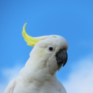 Cacatua galerita at Kambah, ACT - 9 Feb 2023