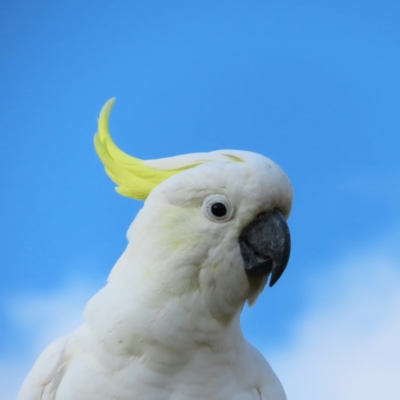 Cacatua galerita (Sulphur-crested Cockatoo) at Kambah, ACT - 9 Feb 2023 by MatthewFrawley