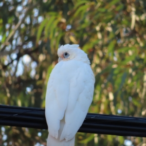 Cacatua sanguinea at Kambah, ACT - 9 Feb 2023